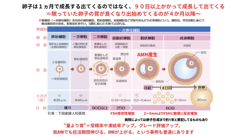 妊活低AMHと卵子の質